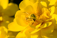 Yellow Crab Spider 8626